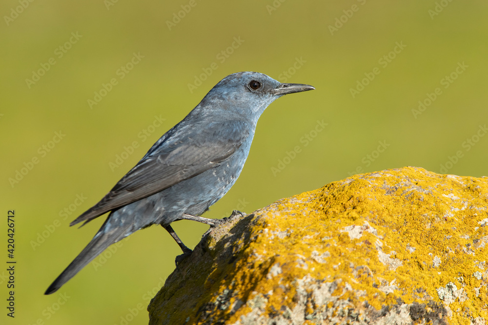 Obraz premium Male Blue rock thrush with rutting plumage in his breeding territory at his favorite perches in the last light of day