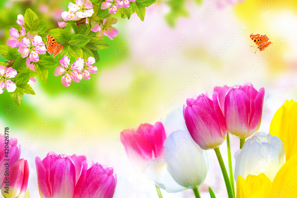 Blossoming branch apple, tulips. Bright colorful spring flowers Blossoming branch apple, tulips. Bright colorful spring flowers