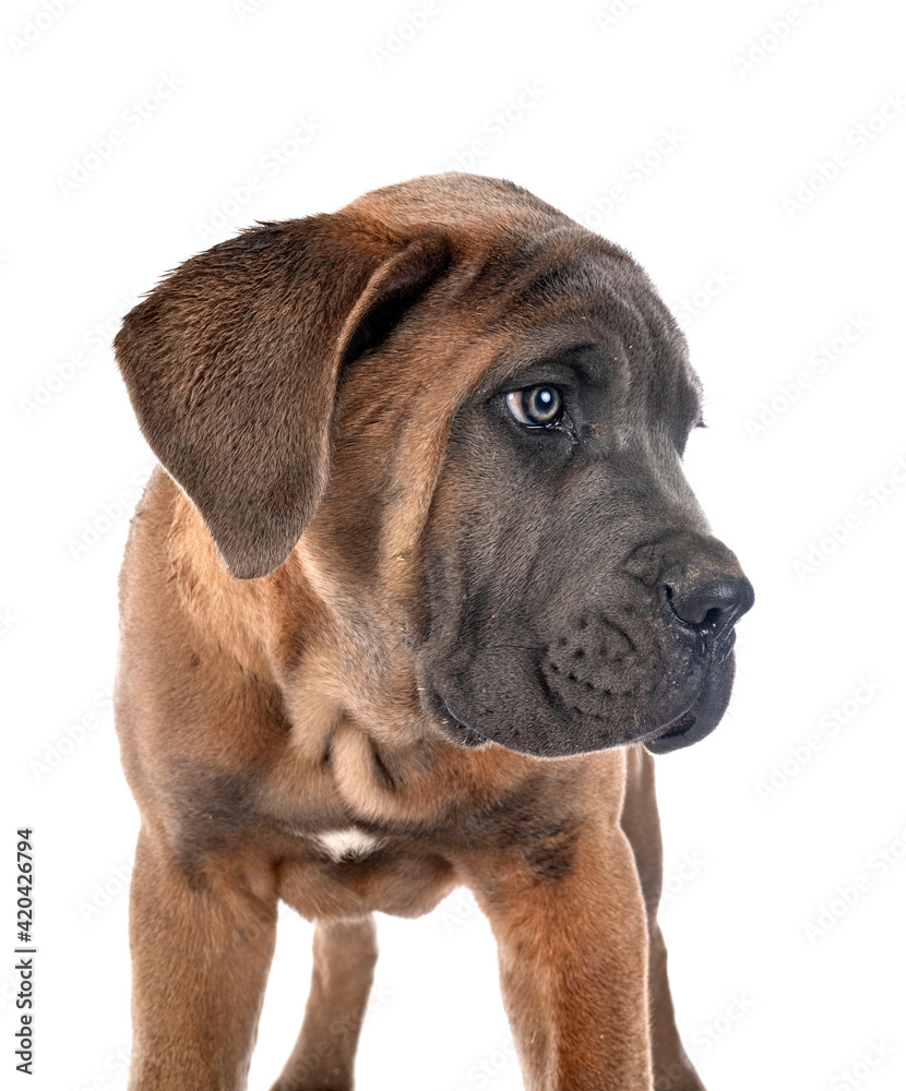 Obraz premium puppy cane corso