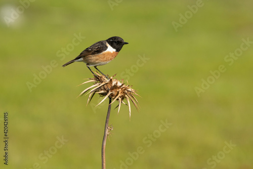 Male of Common stonechat in breeding plumage with the last lights of the afternoon in its breeding territory © Jesus
