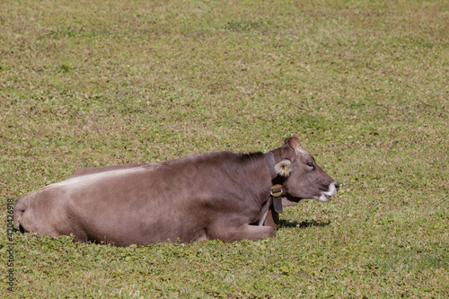 A brown alpine cow resting in a green pasture in Dolomites area photo