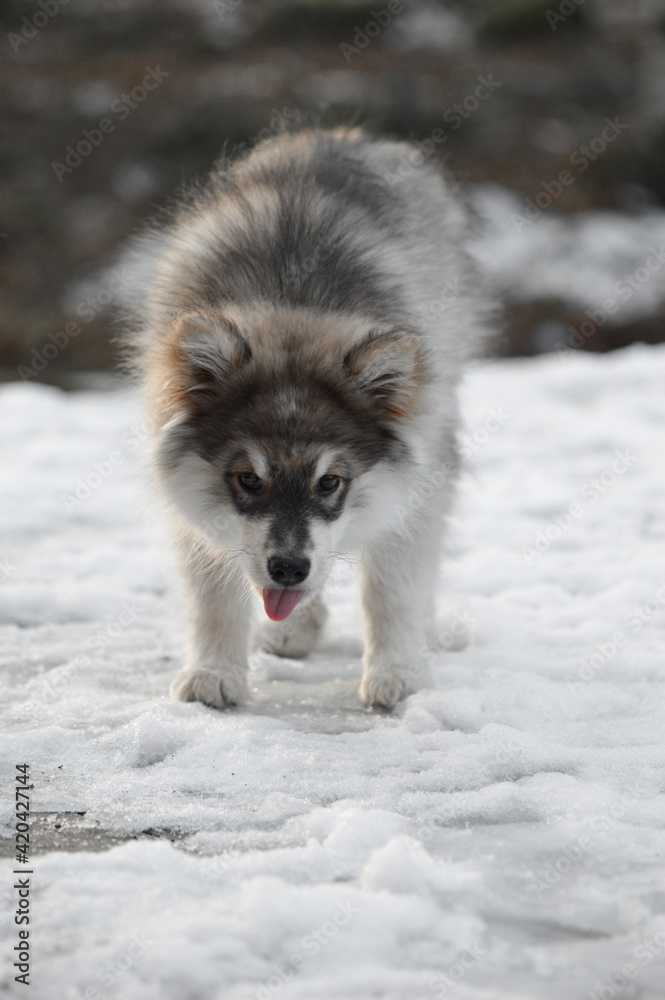 Obraz premium Portrait of a young puppy Finnish Lapphund dog