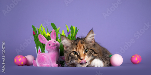 Cute tortie polydactyle Maine Coon cat, laying down inbetween painted easter eggs, bunny and velvet grass. Looking straight to camera showing big paw while sticking out tongue. Isolated on a solid pur photo