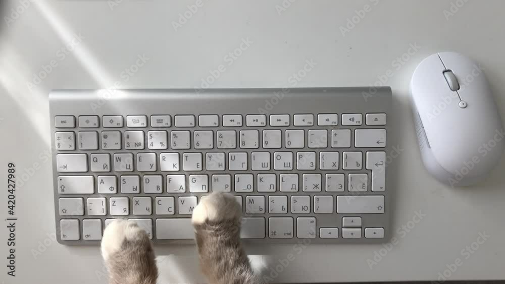 Funny and silly playful video of cat paws typing and pressing buttons on laptop keyboard. Cute and fluffy cat paws, Concept joke or freelance work in office, pet life and routine workplace
