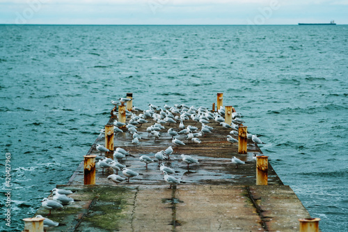 birds on the pier. black sea in winter.
