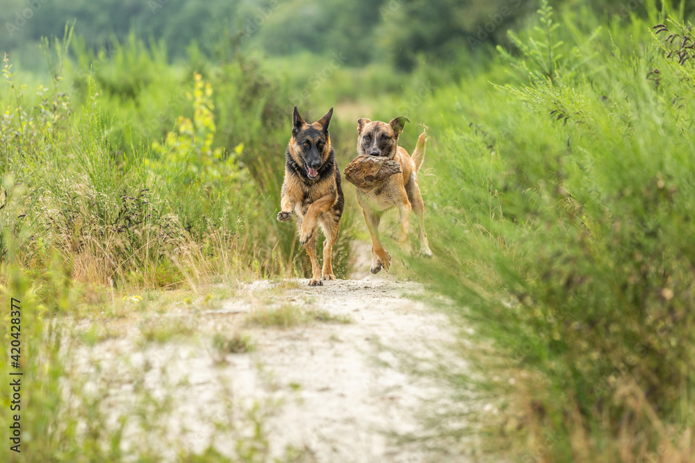 Two  playful dogs, a German Shepherd and a bastard Belgian Shepherd racing in focus on a track between the bushes and long grass against a blurred background