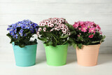 Beautiful cineraria plants in flower pots on white table