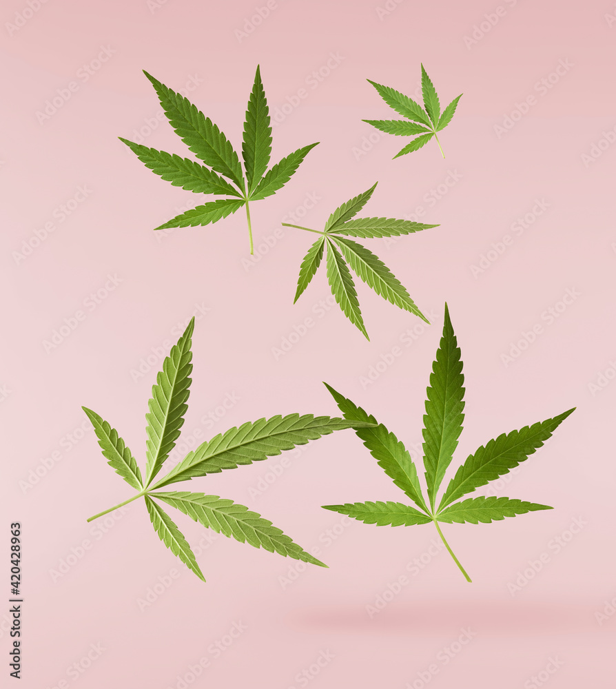 Fototapeta premium marijuana canabis leaf on field ganja farm sativa leaf weed