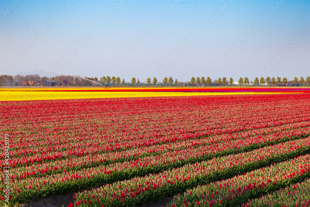 Tulpenfelder in Flevoland