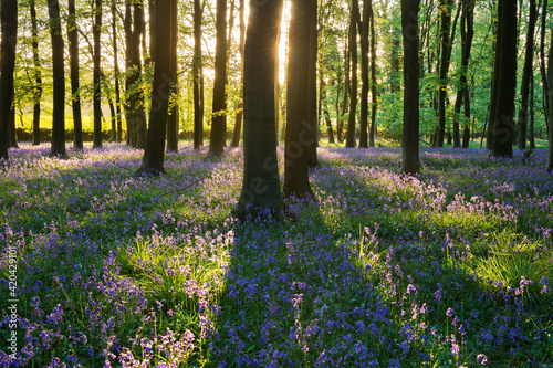 Bluebell wood, Stow-on-the-Wold, Cotswolds, Gloucestershire, England, United Kingdom, Europe photo