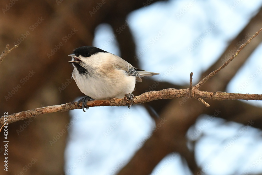 Fototapeta premium 真冬の北海道の森の中、囀るハシブトガラ