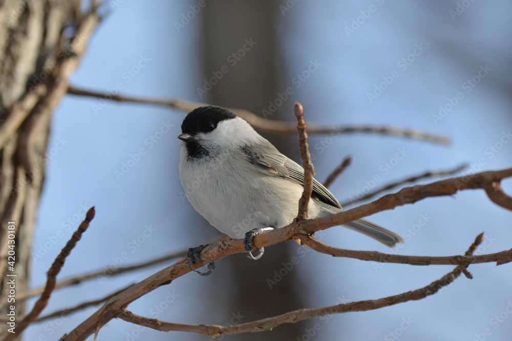 Fototapeta premium 真冬の北海道の森の中、囀るハシブトガラ