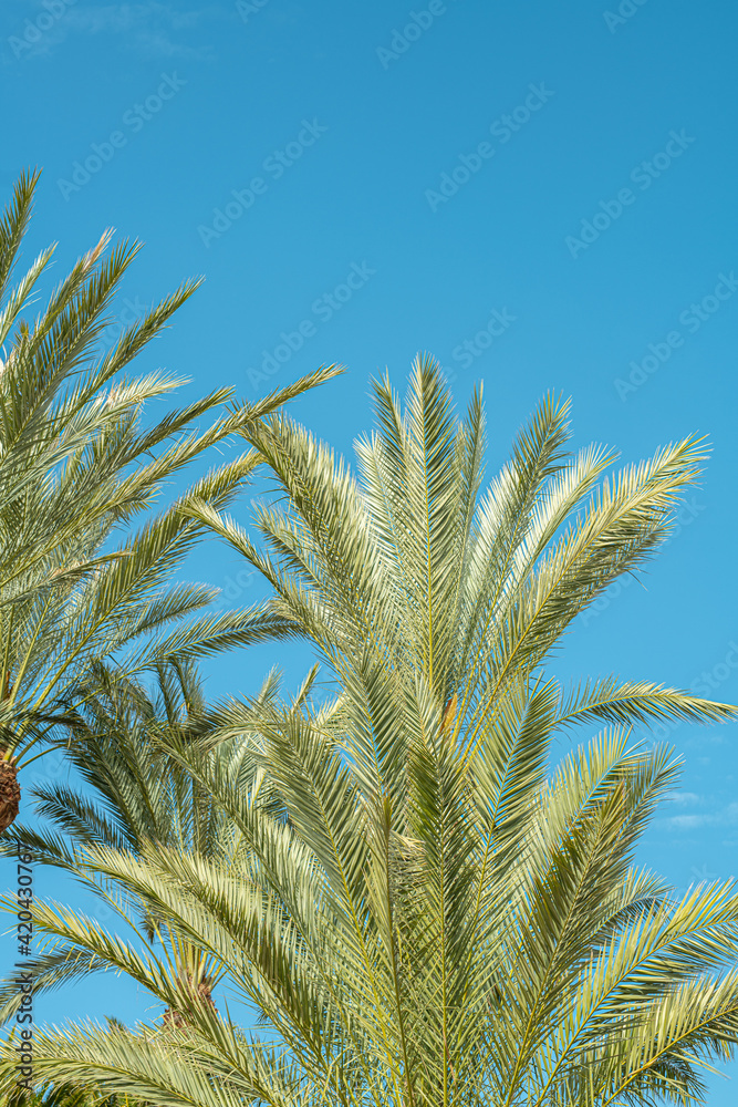 Palmen am Strand bei Sonnenschein und blauem Himmel Palmen am Strand bei Sonnenschein und blauem Himmel