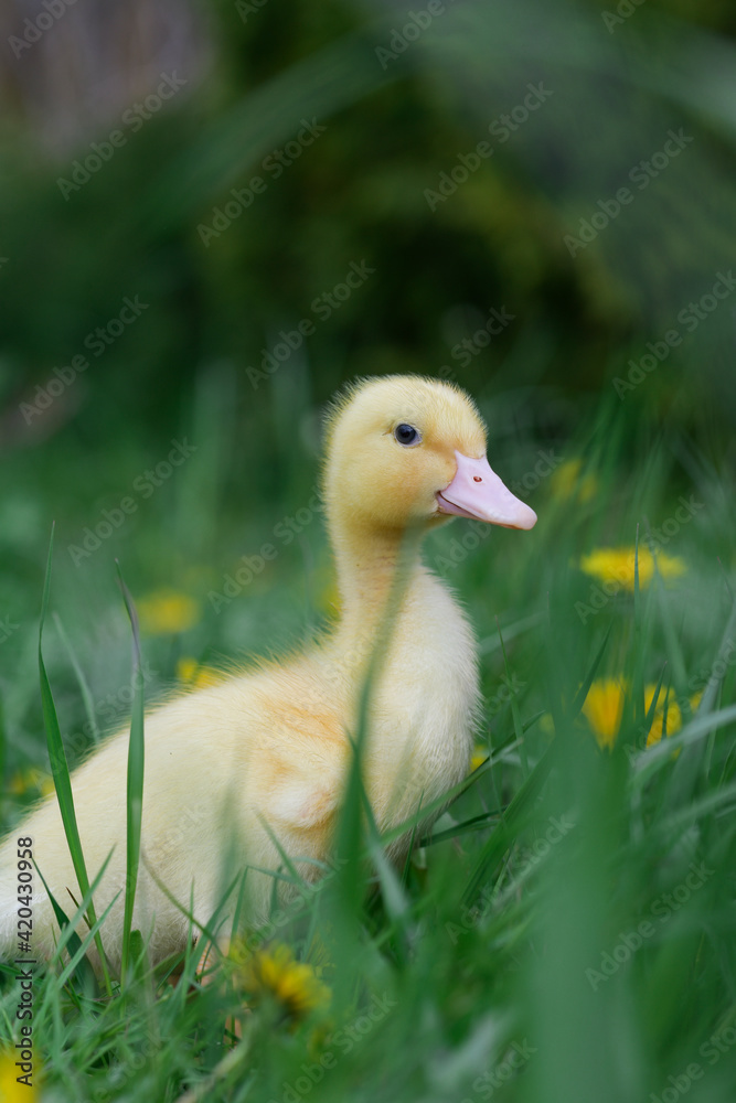 Big bright yellow duckling among big dandelions Big bright yellow duckling among big dandelions