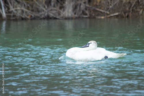 A wild trumpet swan swims in the river