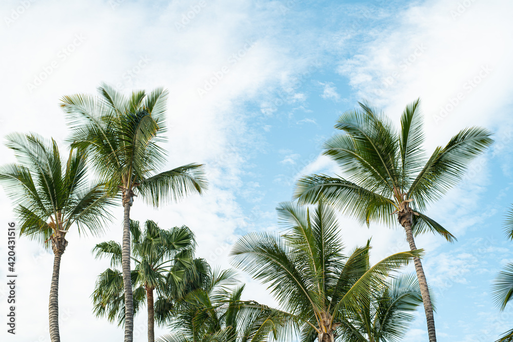 Fototapeta premium Palmen am Strand bei Sonnenschein und blauem Himmel