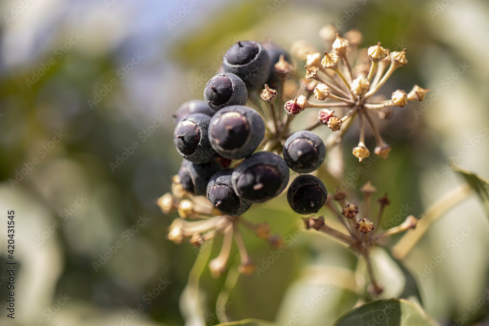 blueberries on the bush blueberries on the bush