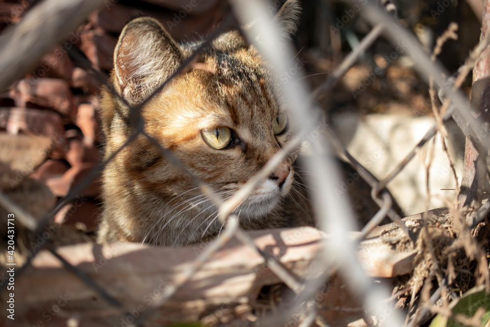 Cute cat looking out from behind the iron fence. close up. Cute cat looking out from behind the iron fence. close up.