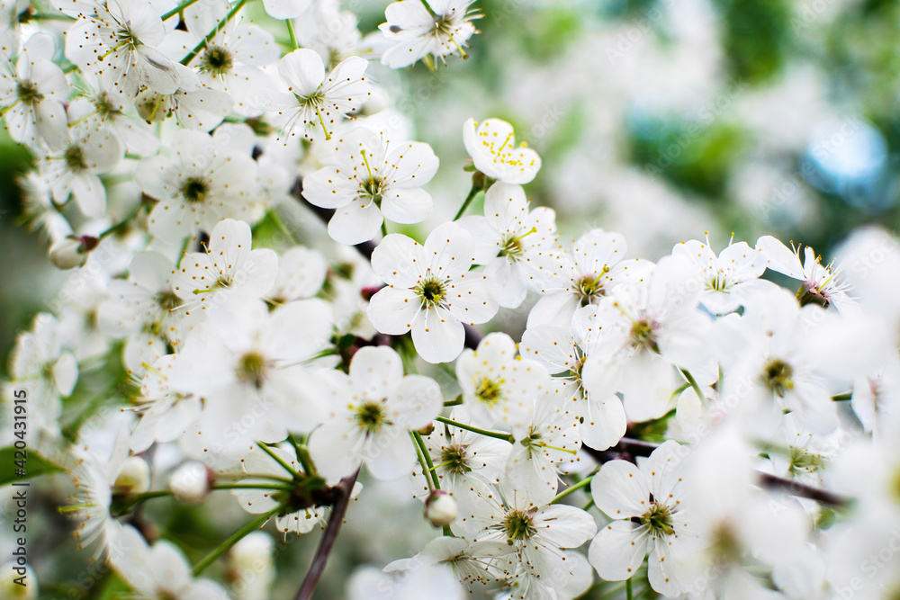 Beautiful white blooming cherry tree. Tender symbol of spring in Japan.