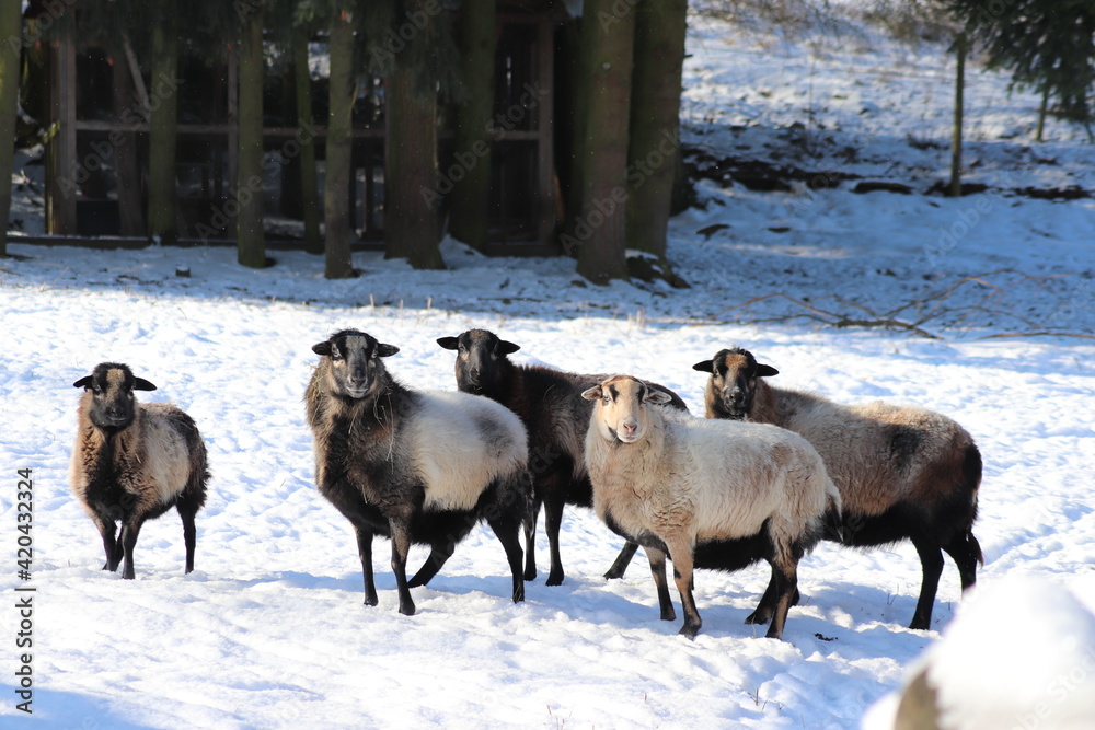 Naklejka premium Winterlandschaft 