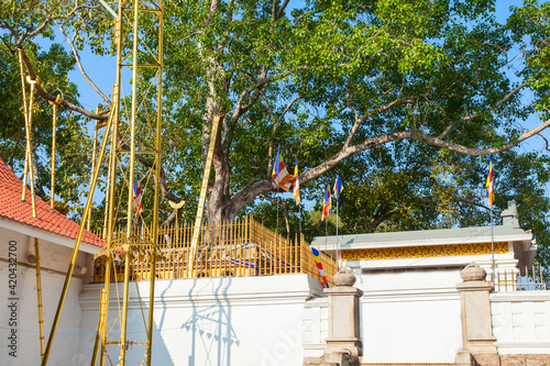 Jaya Sri Maha Bodhi, Anuradhapura photo