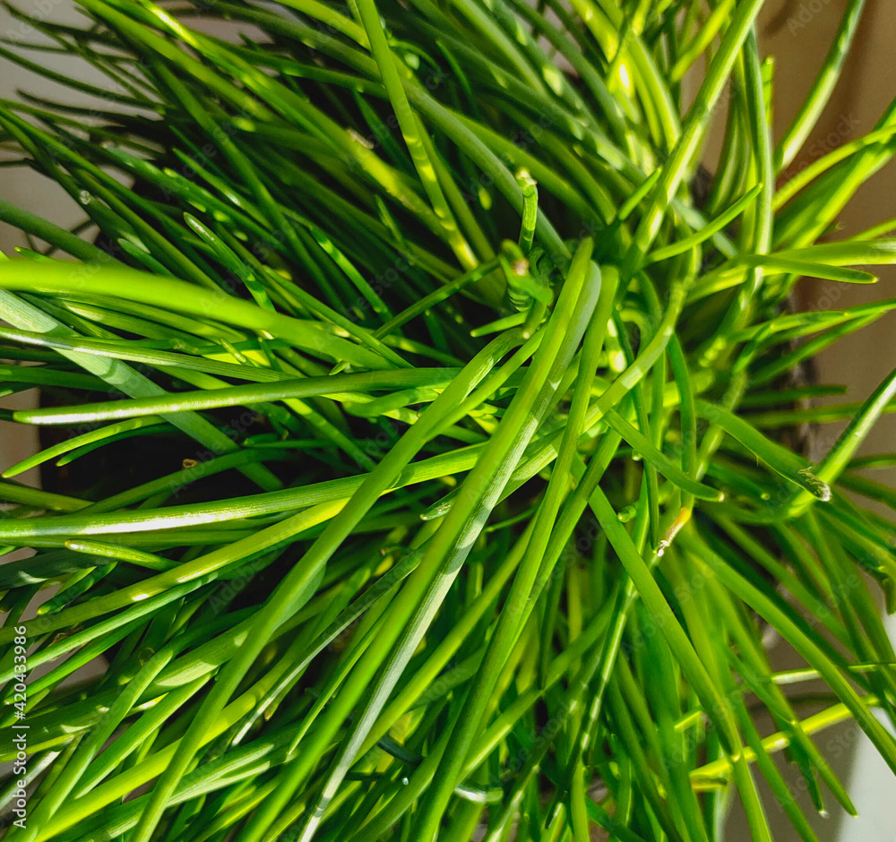 green chive in kitchen hern close up selctive focus green chive in kitchen hern close up selctive focus