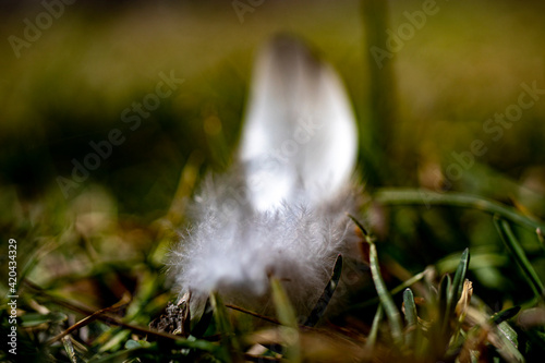 close up of white feather