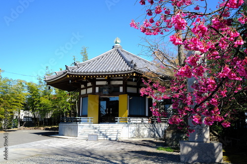 Wallpaper Mural 東京都足立区　西新井大師（總持寺）八角堂と緋寒桜 Torontodigital.ca
