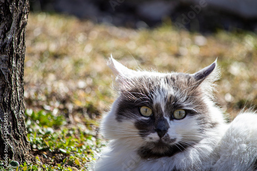 Stray cat resting in the park, the cat in white and gray colors.