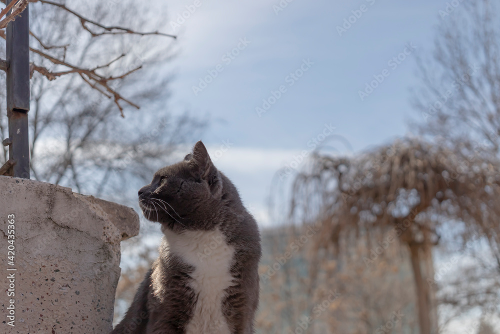 british short hair gray cat. it is watches around in the park environment. close up.