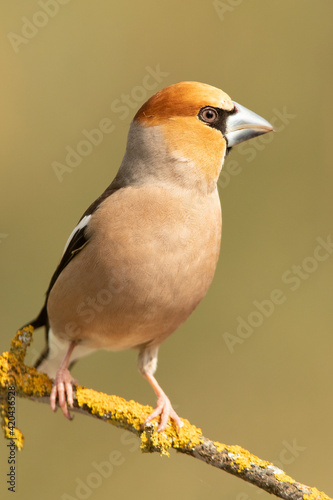 Male Hawfinch in breeding plumage with first morning light