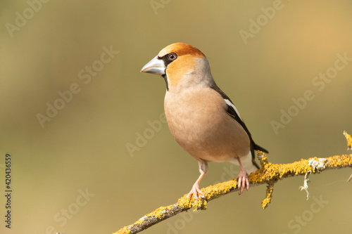 Male Hawfinch in breeding plumage with first morning light