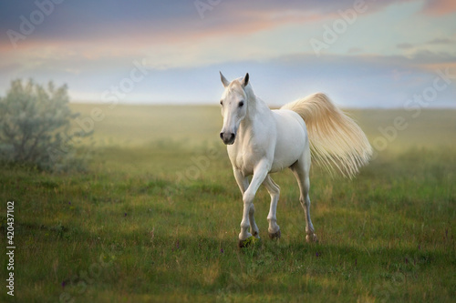 White arabian horse trotting in field © kwadrat70