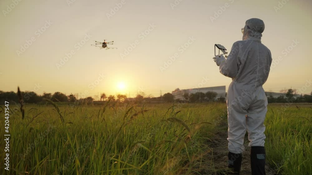 custom made wallpaper toronto digitalScientists are piloting drones in rice fields for scientific experiments.