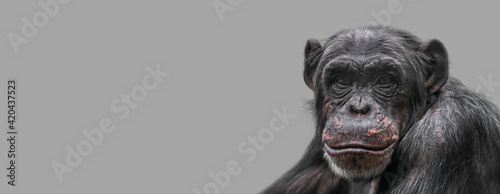 Fotografia Banner with a portrait of happy smiling Chimpanzee, closeup, details with copy space and solid background