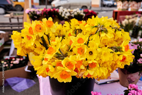 Fototapeta Naklejka Na Ścianę i Meble -  large bouquet of beautiful blooming daffodils