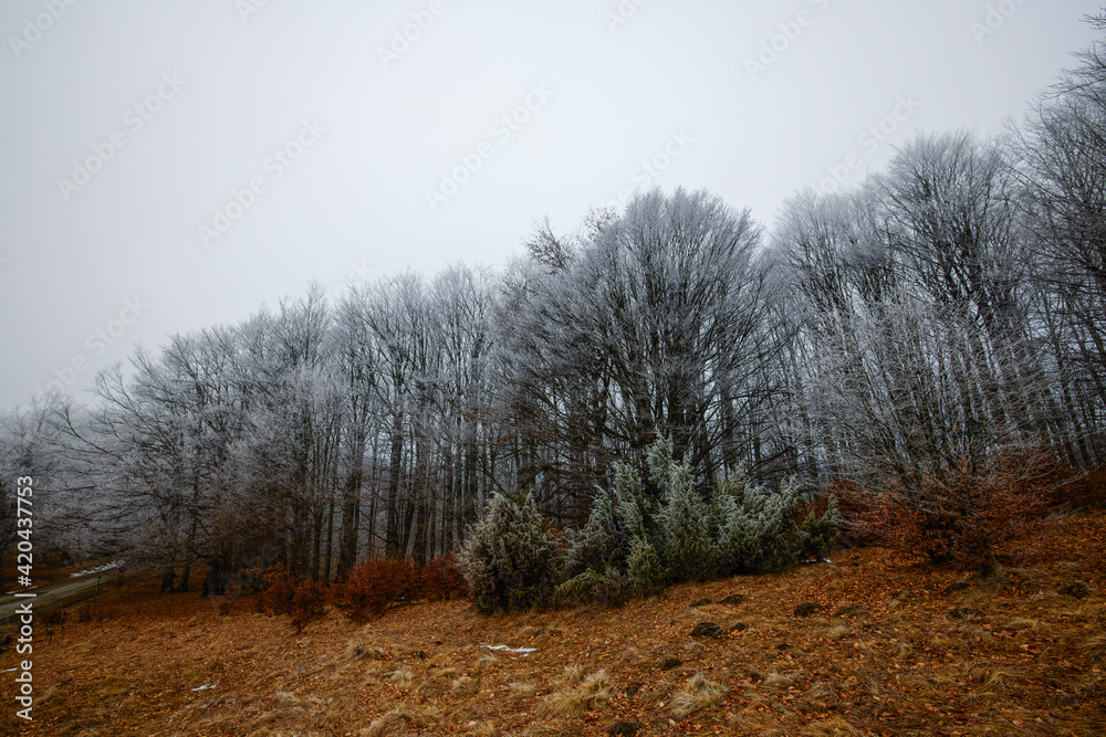 Fototapeta premium tree branches in the snow. Photo of snow covered branches of plants and trees in winter