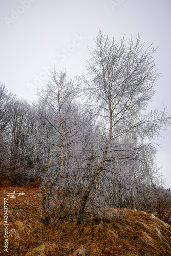 tree branches in the snow. Photo of snow covered branches of plants and trees in winter