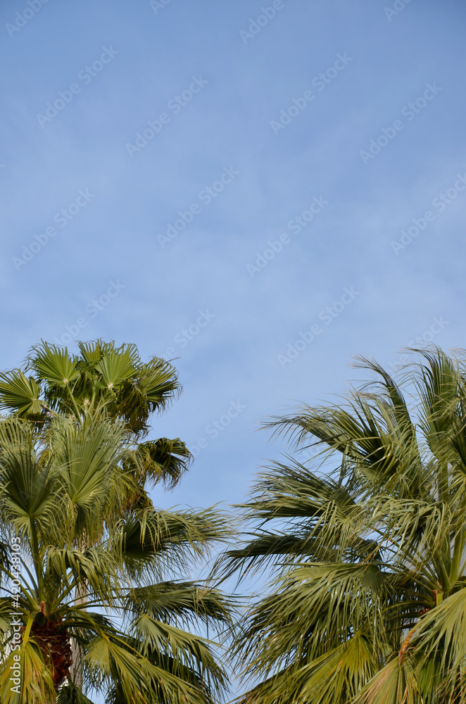 Two palm trees in the lower half of the picture, blue sky background Two palm trees in the lower half of the picture, blue sky background