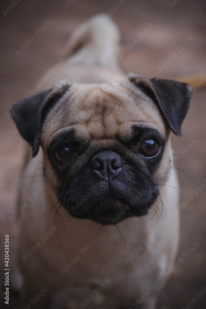 Pug Dog  