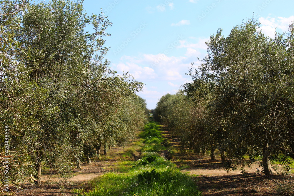 Picture of an olive grove between rows