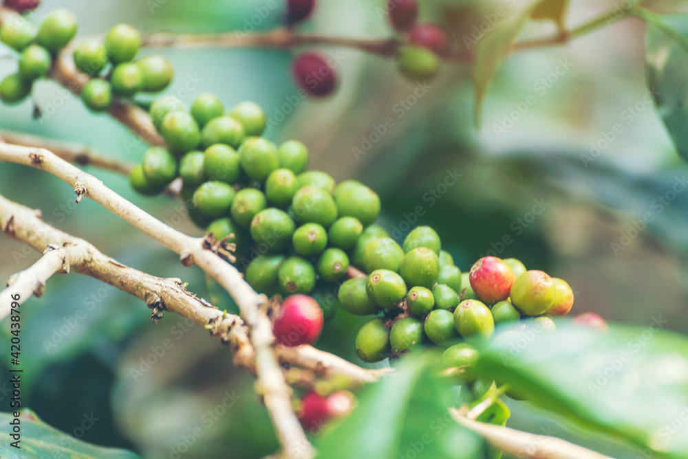 Ripe Red coffee bean berry plant fresh seed coffee tree growth in green eco organic farm. Close up red ripe seed robusta arabica berries harvest for coffee garden. Fresh coffee bean green leaf bush Ripe Red coffee bean berry plant fresh seed coffee tree growth in green eco organic farm. Close up red ripe seed robusta arabica berries harvest for coffee garden. Fresh coffee bean green leaf bush
