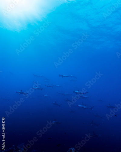 Large school of scalloped hammerhead (Sphyrna lewini) sharks at Wolf Island, Galapagos, world heritage site of Ecuadorian Pacific