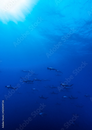 Large school of scalloped hammerhead (Sphyrna lewini) sharks at Wolf Island, Galapagos, world heritage site of Ecuadorian Pacific