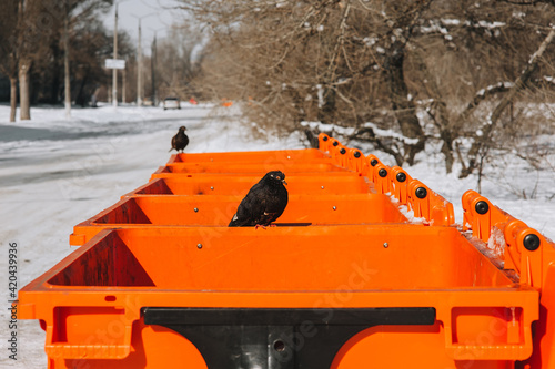A lone pigeon sits on an orange dumpster in the winter. Photography, concept. © shchus