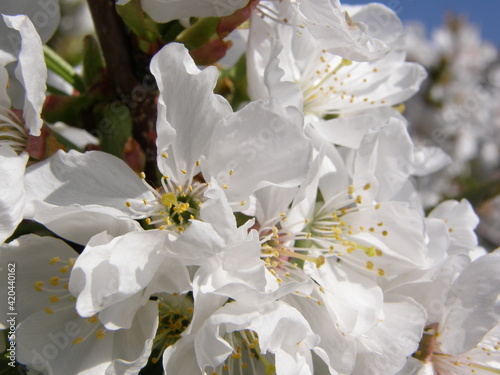 Detalle de un pequeño ramillete de flores de cerezo en el Valle de Jerte, España.