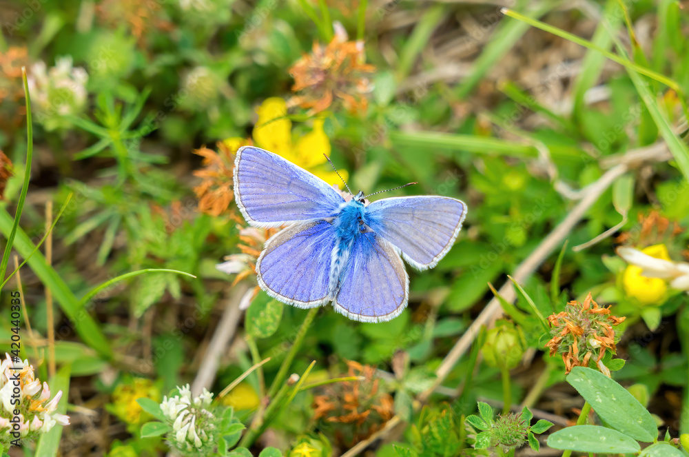 A beautiful & colorful butterfly with green leaves around A beautiful & colorful butterfly with green leaves around