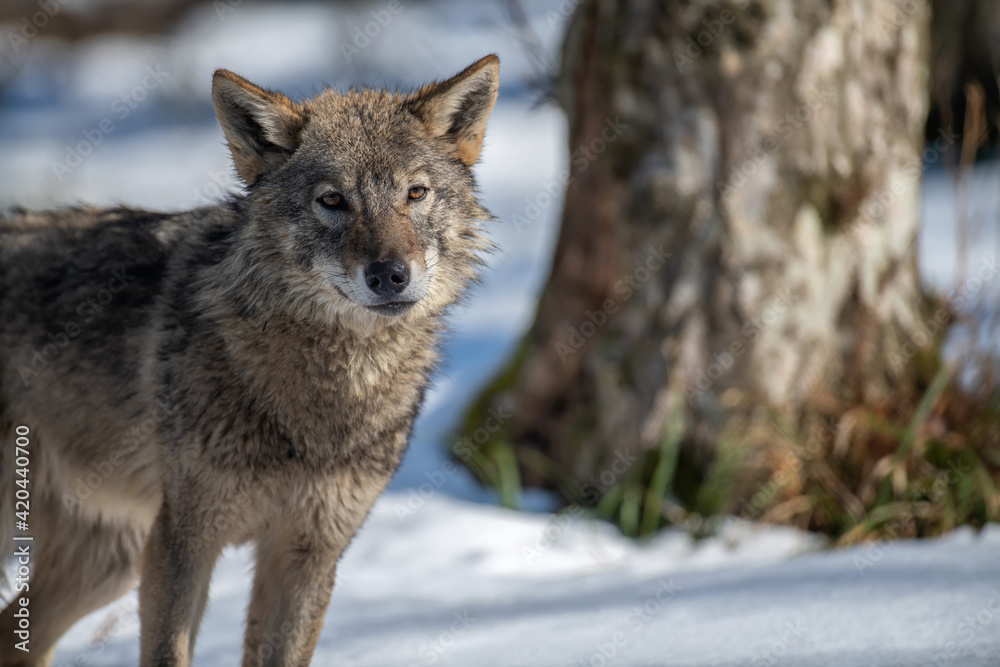 Wolf in the forest up close. Wild animal in the natural habitat