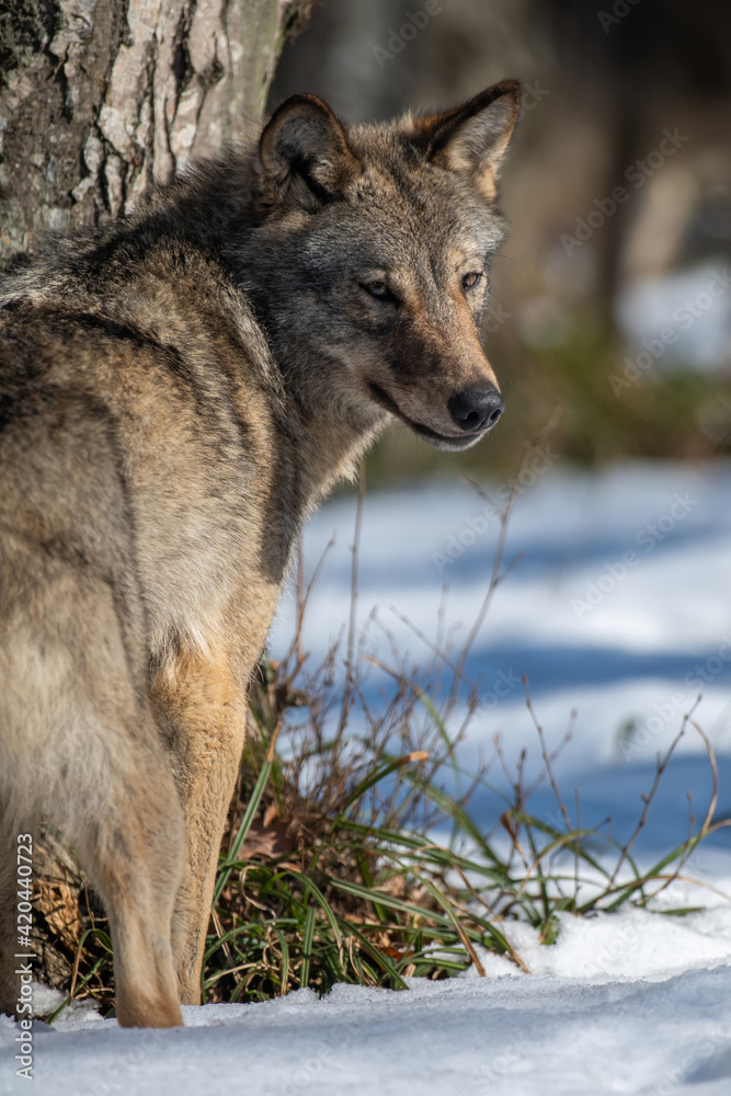 Wolf in the forest up close. Wild animal in the natural habitat Wolf in the forest up close. Wild animal in the natural habitat