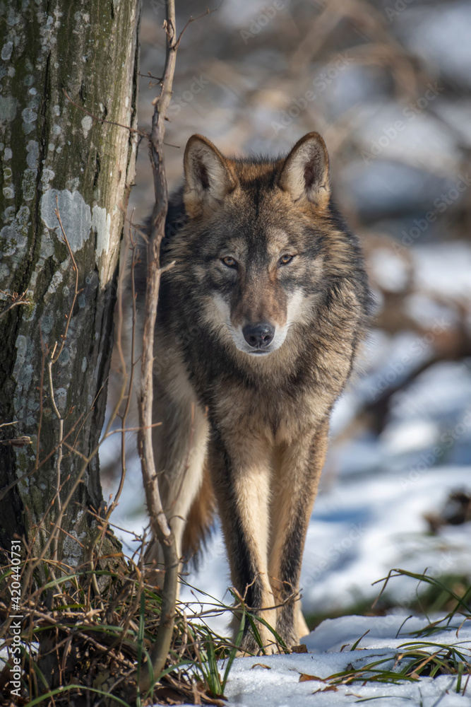 Fototapeta premium Wolf in the forest up close. Wild animal in the natural habitat